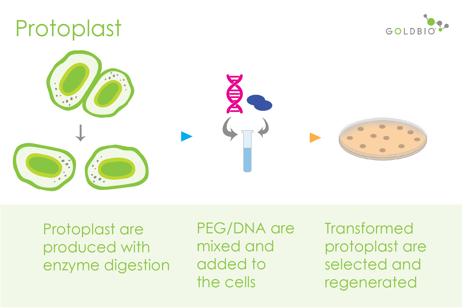 Deep Dive Into Plant Transformation Protocols ProtoplastMediated